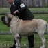 Komentirajte standard bullmastiff